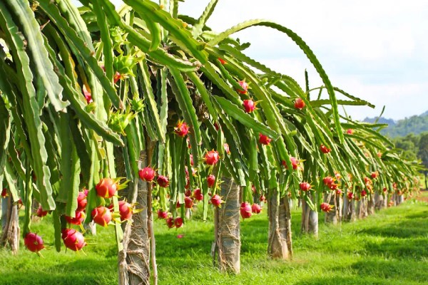 ड्रैगन फ्रूट्स के तने पर बन रहे लाल भूरे धब्बे को कैसे करें प्रबंधित?
