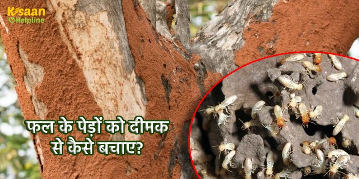 फल के पेड़ों को दीमक से कैसे बचाए?