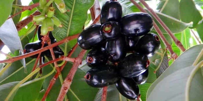 आइए जानते है जामुन की उन्नत किस्मों के बारे में आइए जानते है जामुन की उन्नत किस्मों के बारे में