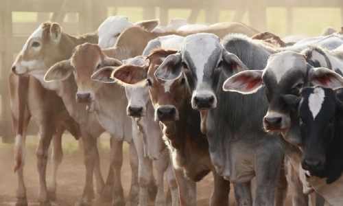 Livestock Contribution to the Indian Economy Livestock Contribution to the Indian Economy