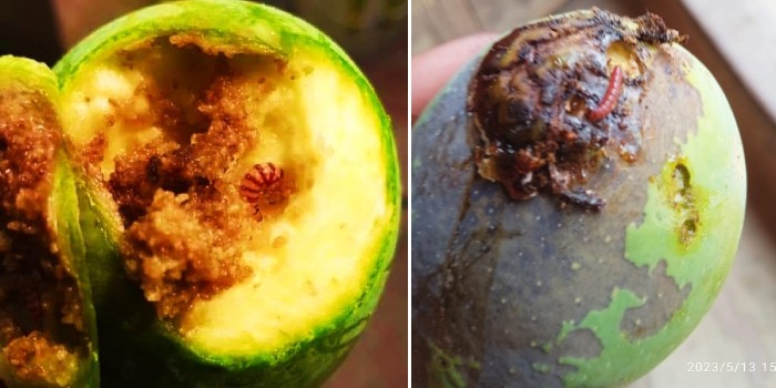 आम में फल छेदक एवं फल मक्खी के आक्रमण के प्रति रहे सचेष्ट अन्यथा होगा भारी नुकसान