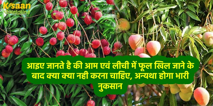 आइए जानते है की आम एवं लीची में फूल खिल जाने के बाद क्या क्या नही करना चाहिए, अन्यथा होगा भारी नुकसान आइए जानते है की आम एवं लीची में फूल खिल जाने के बाद क्या क्या नही करना चाहिए, अन्यथा होगा भारी नुकसान