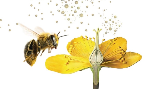 Mode of pollination
