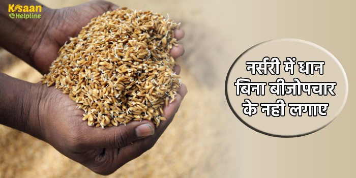 नर्सरी में धान बिना बीजोपचार के नही लगाए