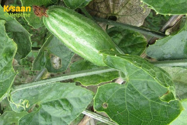 फल, लत्तर और जड़ सड़न परवल की सबसे बड़ी समस्या कैसे करें प्रबंधन