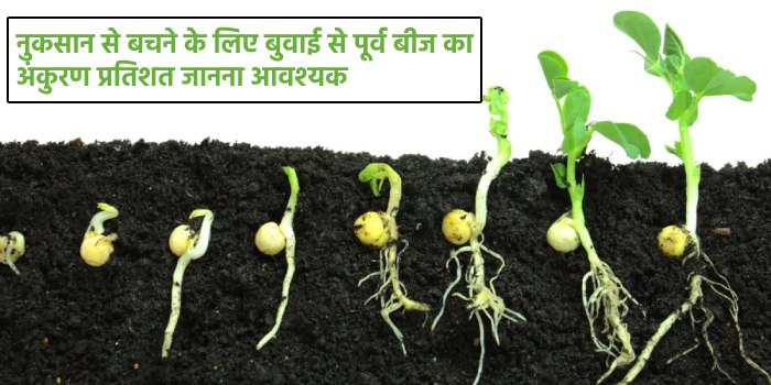 नुकसान से बचने के लिए बुवाई से पूर्व बीज का अंकुरण प्रतिशत जानना आवश्यक