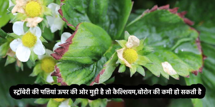 स्ट्रॉबेरी की पत्तियां ऊपर की ओर मुड़ी है तो कैल्शियम, बोरोन की कमी हो सकती है स्ट्रॉबेरी की पत्तियां ऊपर की ओर मुड़ी है तो कैल्शियम, बोरोन की कमी हो सकती है