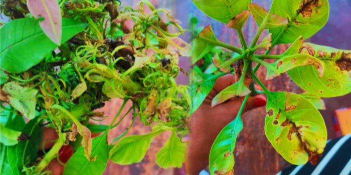 आम में जिंक की कमी की वजह से पत्तियों के बौनापन (छोटे होने की) होने की समस्या को कैसे करें प्रबंधित?