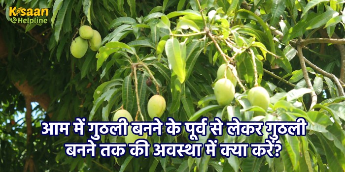 आम में गुठली बनने के पूर्व से लेकर गुठली बनने तक की अवस्था में क्या करें?