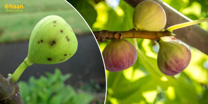 अंजीर का रस्ट रोग कैसे करें प्रबंधित?