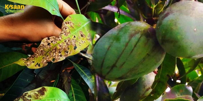 आम के एन्थ्रेक्नोज रोग को कैसे प्रबंधित करें?