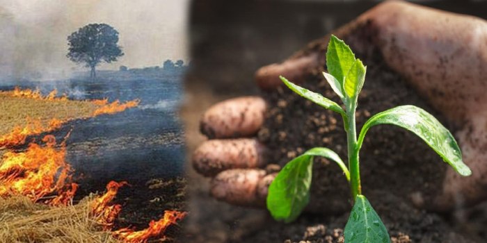 पराली क्यों नहीं जलाना चाहिए? कैसे जानेंगे की आपकी मिट्टी सजीव है की निर्जीव है ?