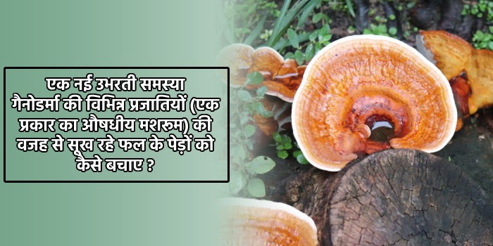 गैनोडर्मा की विभिन्न प्रजातियों (एक प्रकार का औषधीय मशरूम)की वजह से सूख रहे फल के पेड़ों को कैसे बचाए ?