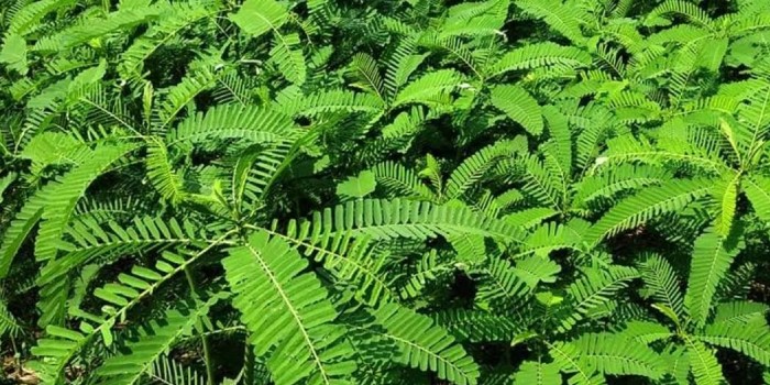 हरी खाद वाली फसलें लगाए, रासायनिक उर्वरकों की निर्भरता में आएगी भारी कमी