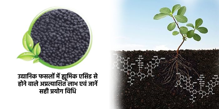 उद्यानिक फसलों में ह्यूमिक एसिड से होने वाले अप्रत्याशित लाभ एवं जानें सही प्रयोग विधि