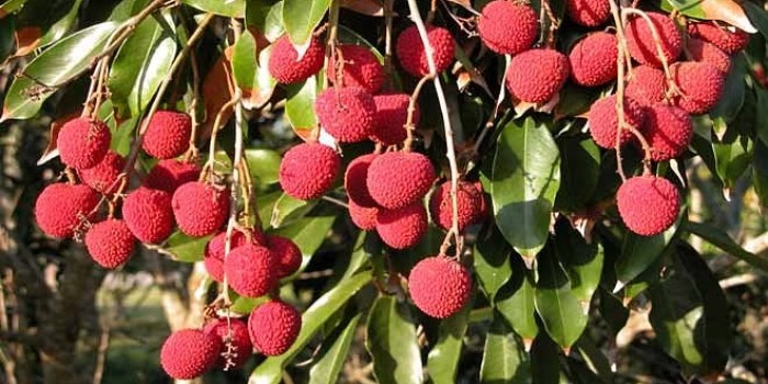 लीची के फल में जब लाल रंग विकसित हो रहा (कलर ब्रेक) हो तो, तैयारी को दे अंतिम रूप