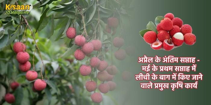 अप्रैल के अंतिम सप्ताह - मई के प्रथम सप्ताह में लीची के बाग में किए जाने वाले प्रमुख कृषि कार्य  