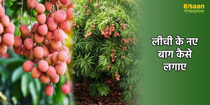 लीची के नए बाग कैसे लगाए, जो बाग अभी फलन में नही है एवं फल की तुड़ाई उपरांत बागों की देखभाल कैसे करे? लीची के नए बाग कैसे लगाए, जो बाग अभी फलन में नही है एवं फल की तुड़ाई उपरांत बागों की देखभाल कैसे करे?