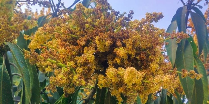 आम के फूल (मंजर) के झुलसने की बीमारी को कैसे करें प्रबंधित? आम के फूल (मंजर) के झुलसने की बीमारी को कैसे करें प्रबंधित?