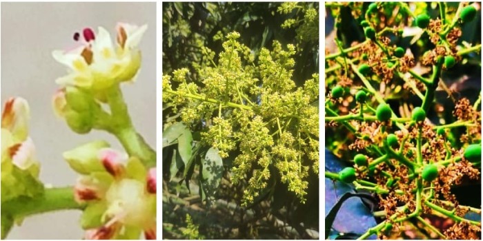 आम के फूलों का का प्रबंधन कैसे करें