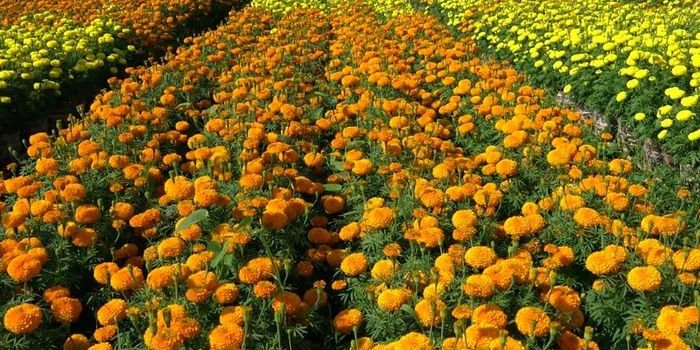 गेंदा के फूल की खेती को प्रभावित करने वाले प्रमुख मृदा जनित रोगों को कैसे प्रबंधित करेगें ? गेंदा के फूल की खेती को प्रभावित करने वाले प्रमुख मृदा जनित रोगों को कैसे प्रबंधित करेगें ?