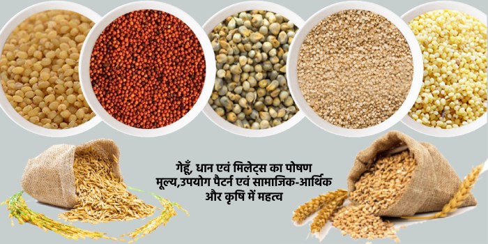 गेहूँ, धान एवं मिलेट्स का पोषण मूल्य,उपयोग पैटर्न एवं सामाजिक-आर्थिक और कृषि में महत्व