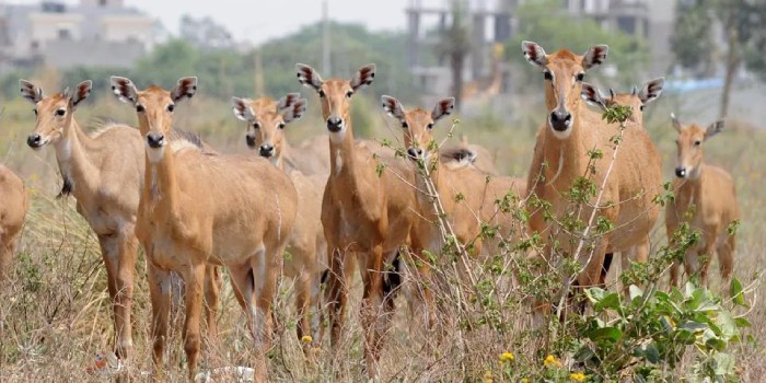 नील गाय से होने वाले नुकसान को कम करने की सस्ती एवं कम श्रम साध्य तकनीक
