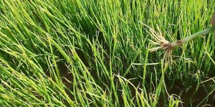 नर्सरी में प्याज के अंकुरों (Seedlings) की मृत्युदर (Mortality) को कैसे करें प्रबंधित?