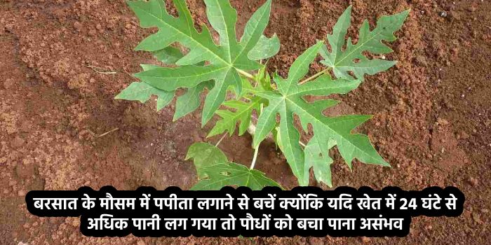 बरसात के मौसम में पपीता लगाने से बचें क्योंकि यदि खेत में 24 घंटे से अधिक पानी लग गया तो पौधों को बचा पाना असंभव
