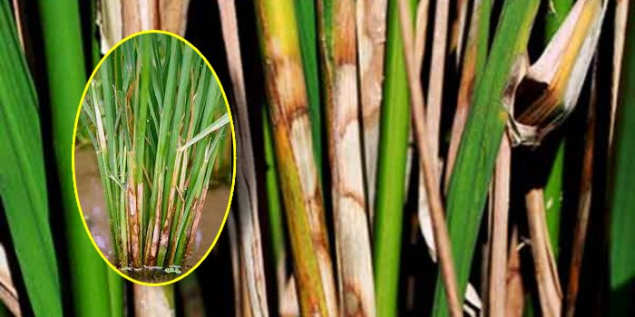 शीथ ब्लाइट धान की प्रमुख बीमारी कैसे करें प्रबंधित?