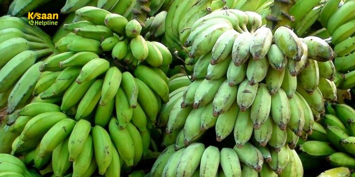 बरसात के मौसम में सब्जियों वाला केला, हरी सब्जियों का बेहतर विकल्प बरसात के मौसम में सब्जियों वाला केला, हरी सब्जियों का बेहतर विकल्प