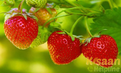 Strawberry (स्ट्रॉबेरी)