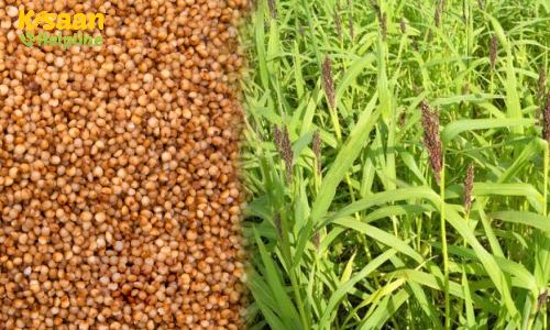 Barnyard Millet (बार्नयार्ड बाजरा)