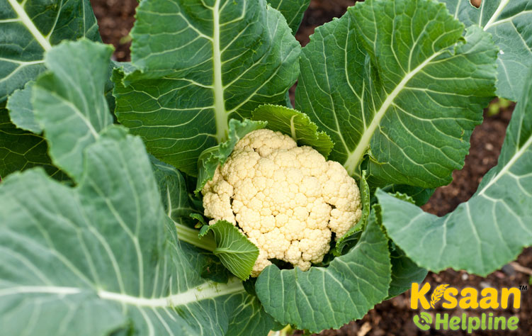 Cauliflower (गोभी)
