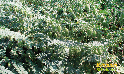 Gram (चना) Gram (चना)
