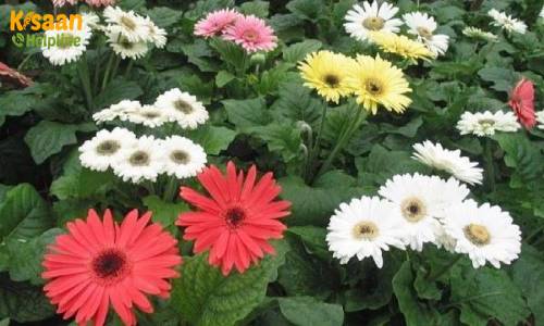 Gerbera  (जरबेरा) Gerbera  (जरबेरा)