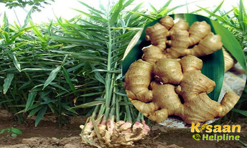 Ginger (अदरक)