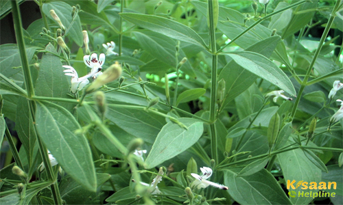 Kalmegh (कालमेघ/चिरायता/चिरता)