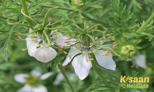 Nigella Seeds (कलौंजी)
