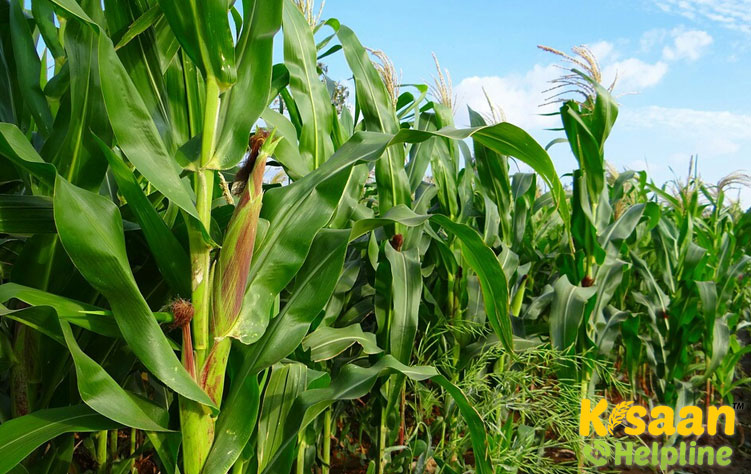 Maize (मक्का) Maize (मक्का)