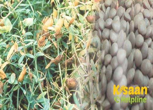 Lentil (मसूर)