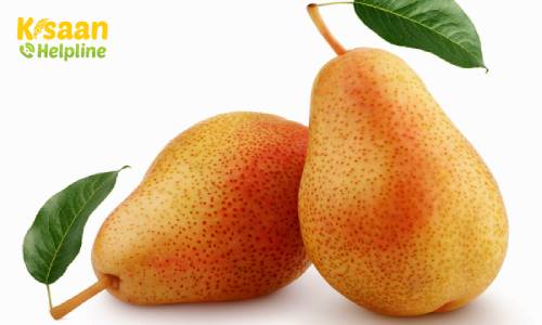 Pear (नाशपाती) Pear (नाशपाती)