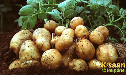 Potato (आलु)
