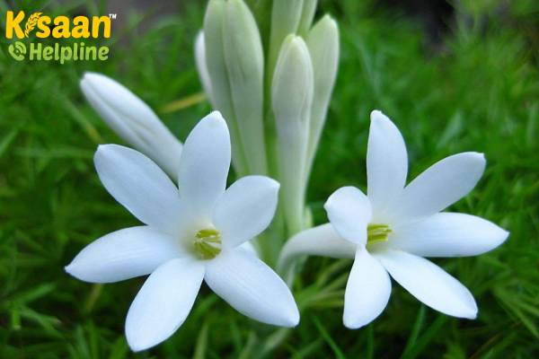 Rajnigandha (रजनीगंधा)