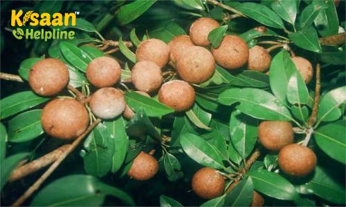 Sapota (चीकू)