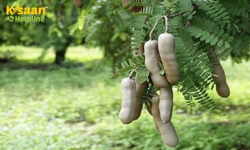 Tamarind Farming Information | Imli Tree Cultivation | इमली का पेड़