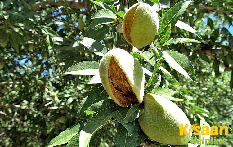 Almonds (बादाम)