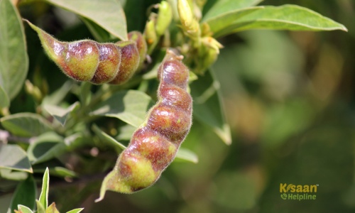 Arhar (अरहर)