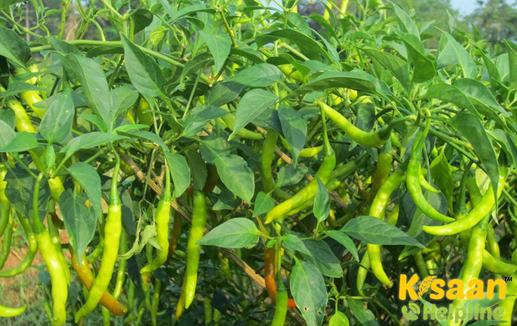 Chilli (मिर्च)