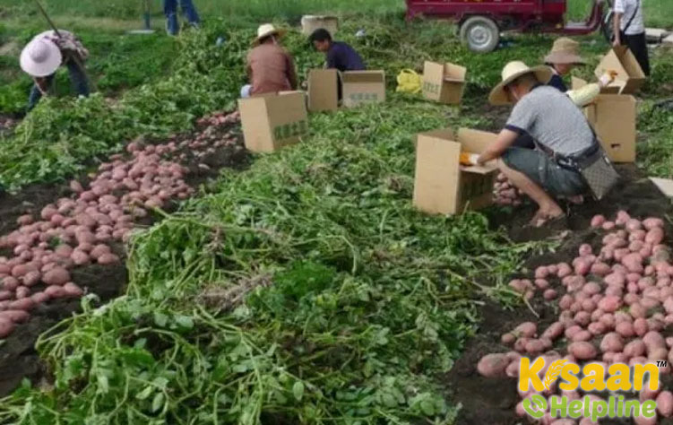 Chinese Potato (चीनी आलू)